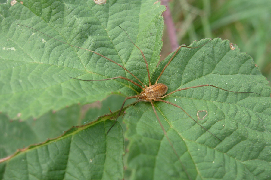 Opiliones emiliane e trentine da 2007 (M.morio)